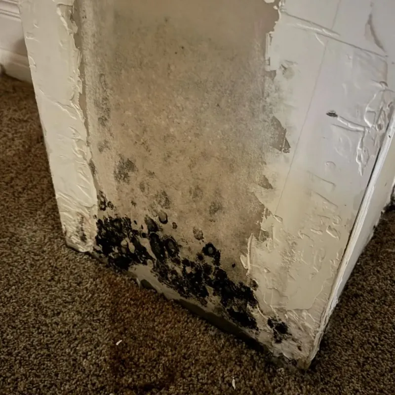 Professional Mold Removal in Midland, PA